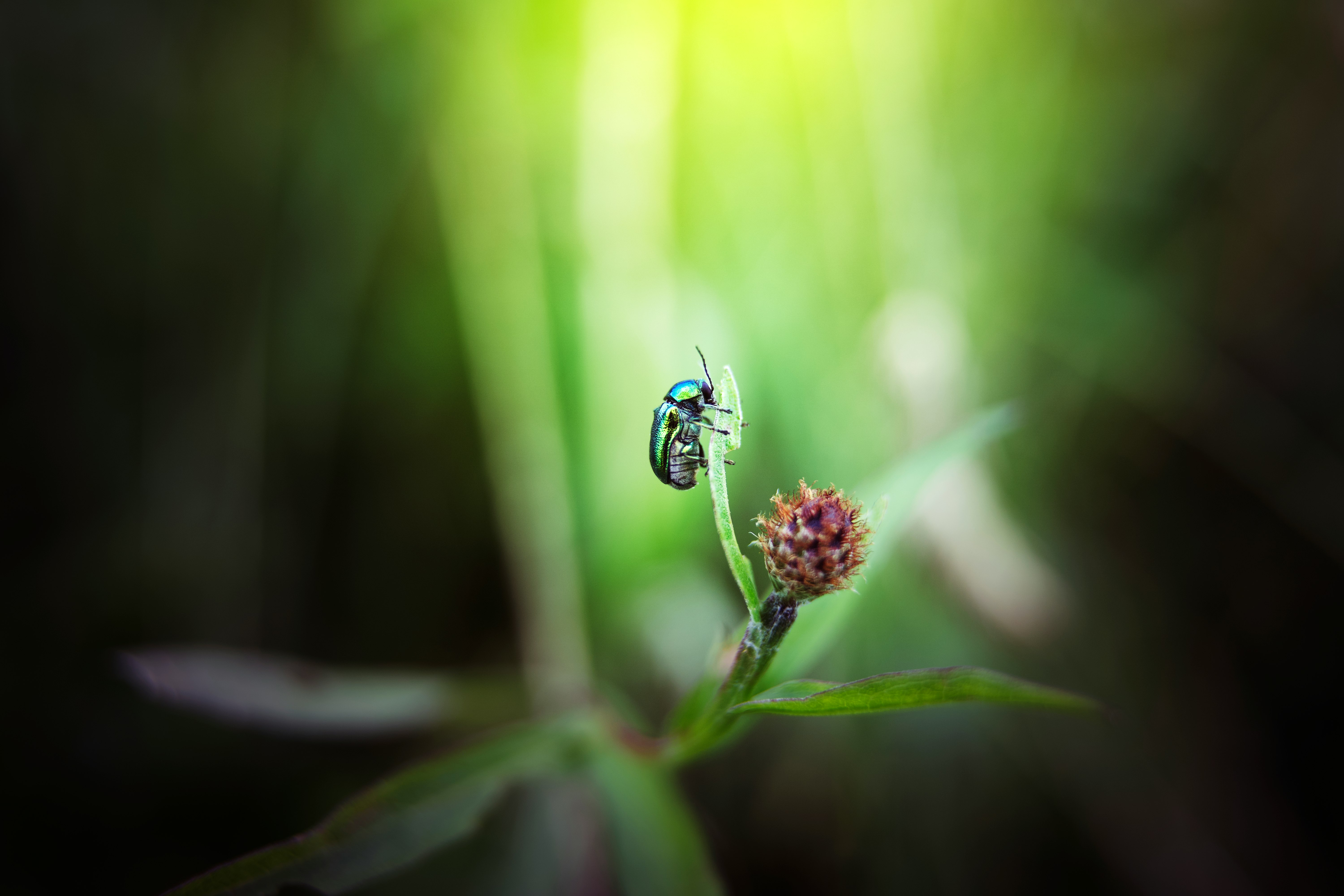 green and black beetle on green leaf in close up photography during daytime